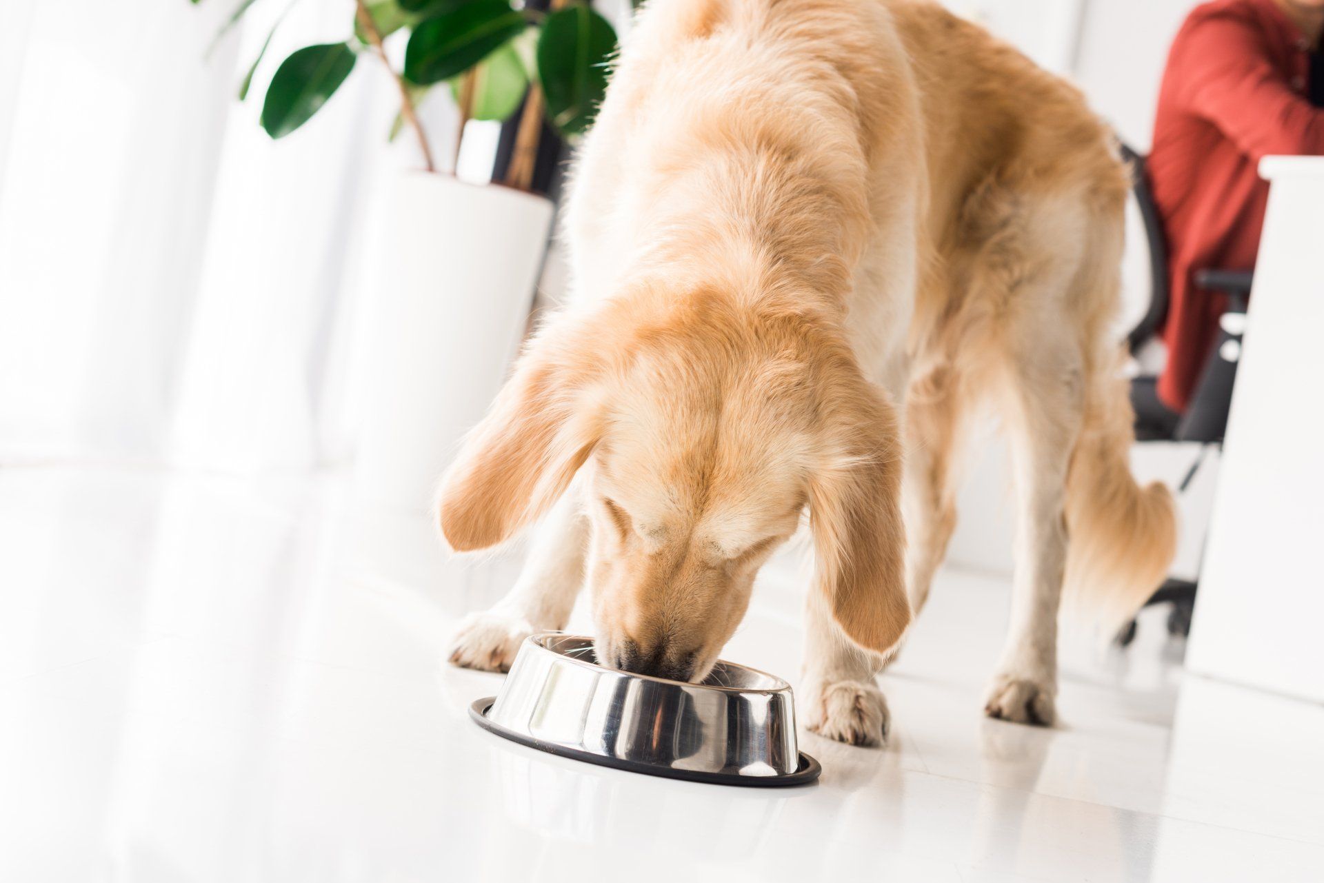 Golden retriever eating from a metal bowl on a white floor.