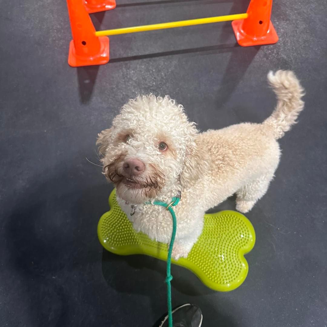 Dog standing on green bone-shaped balance pad, near orange cones.