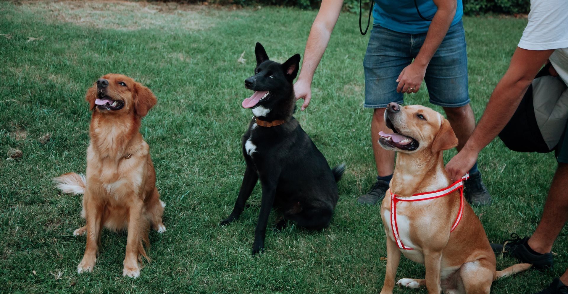 Three dogs sitting on grass, being held by two people. One golden, one black, and one tan dog.
