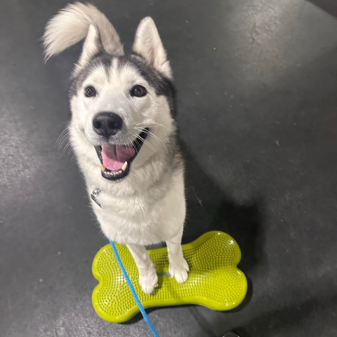 Smiling husky standing on a green bone-shaped balance pad, blue leash attached.