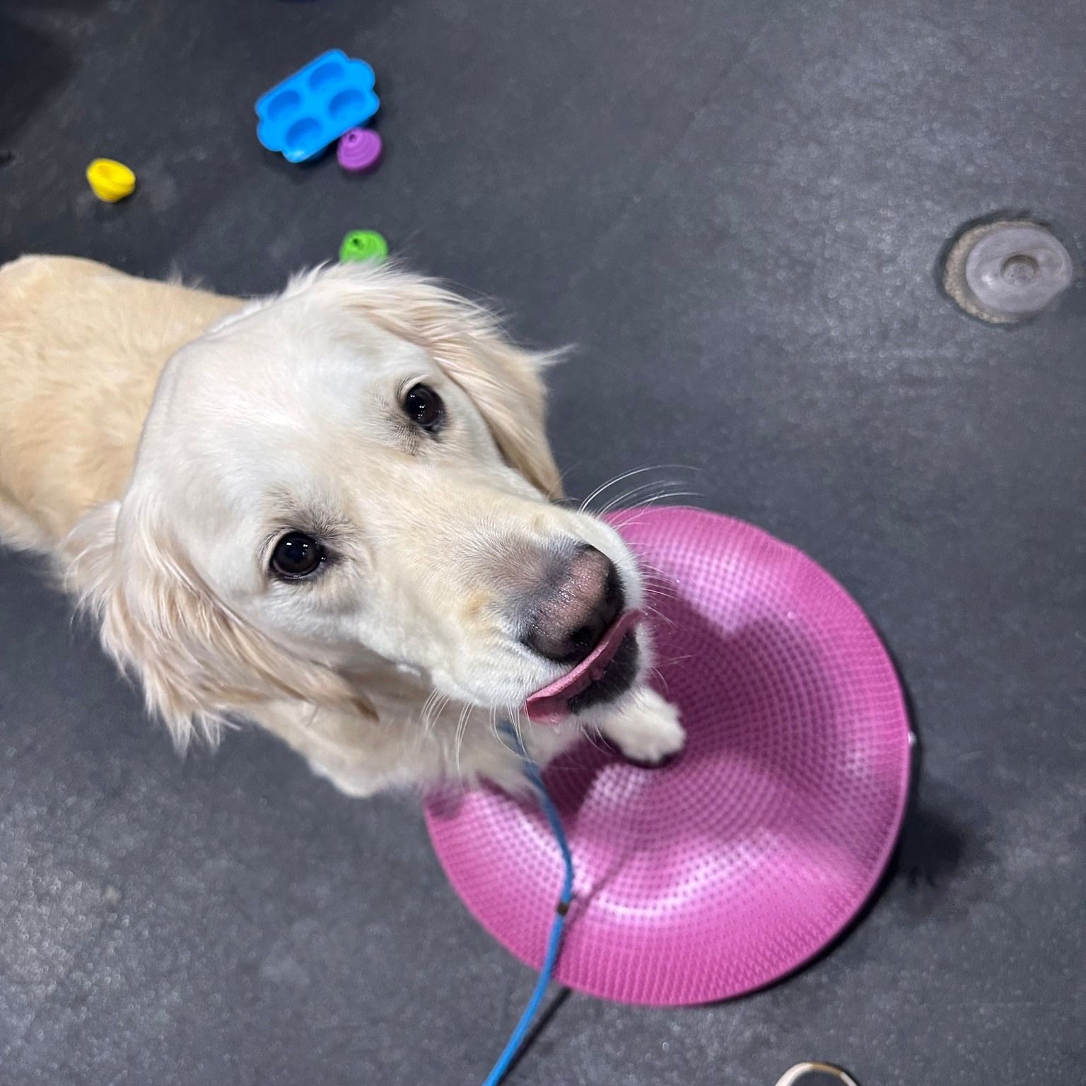 Golden retriever with a pink frisbee, looking up with tongue out. Dark setting, toys in background.