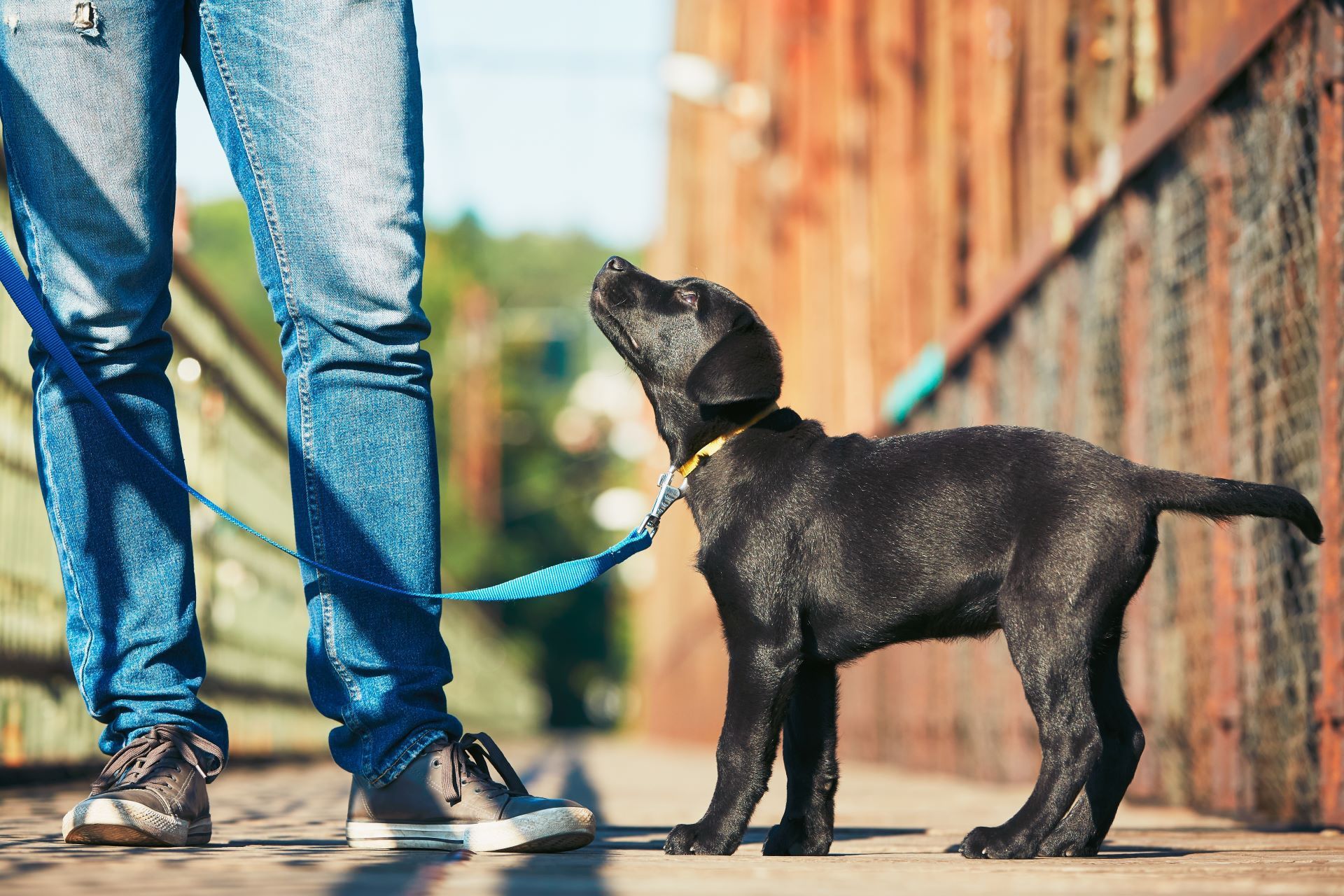 Black puppy on a leash looks up at a person wearing jeans and sneakers, standing on a bridge.