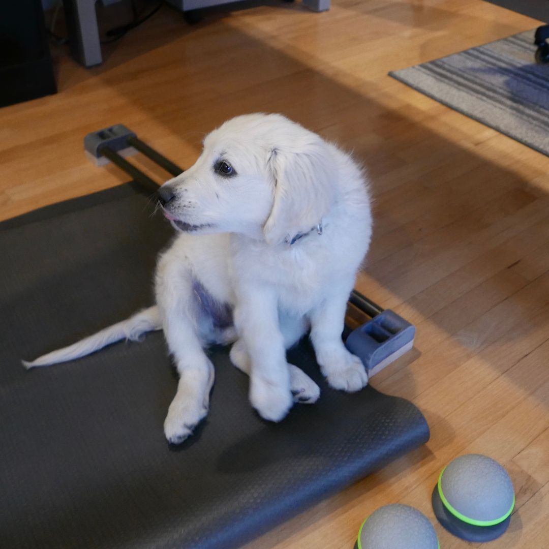 White puppy sitting on a gray treadmill, looking to the side. Wooden floor in the background.