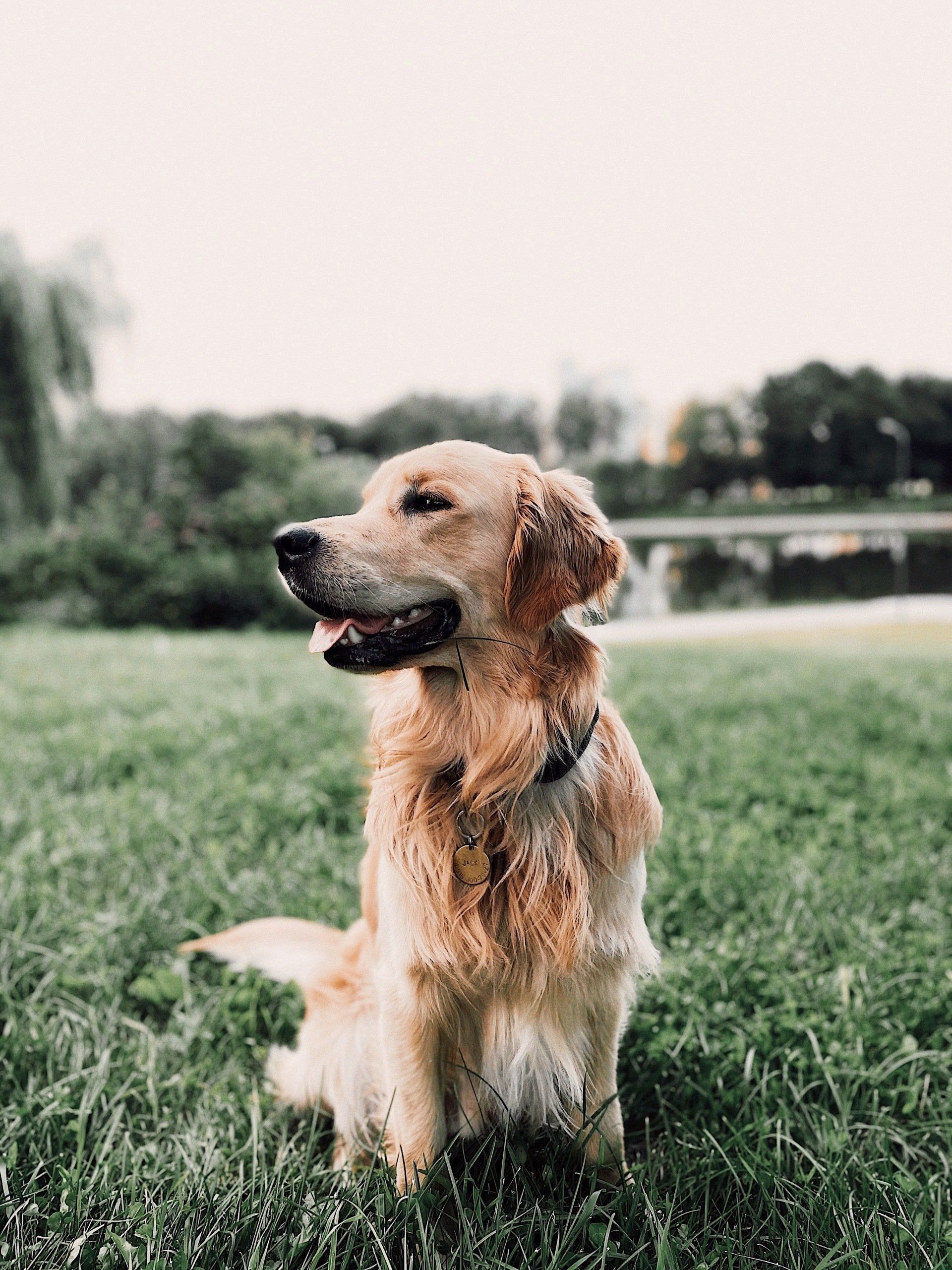 Golden retriever sits in grass, looking to the side with open mouth, trees and pond in background.