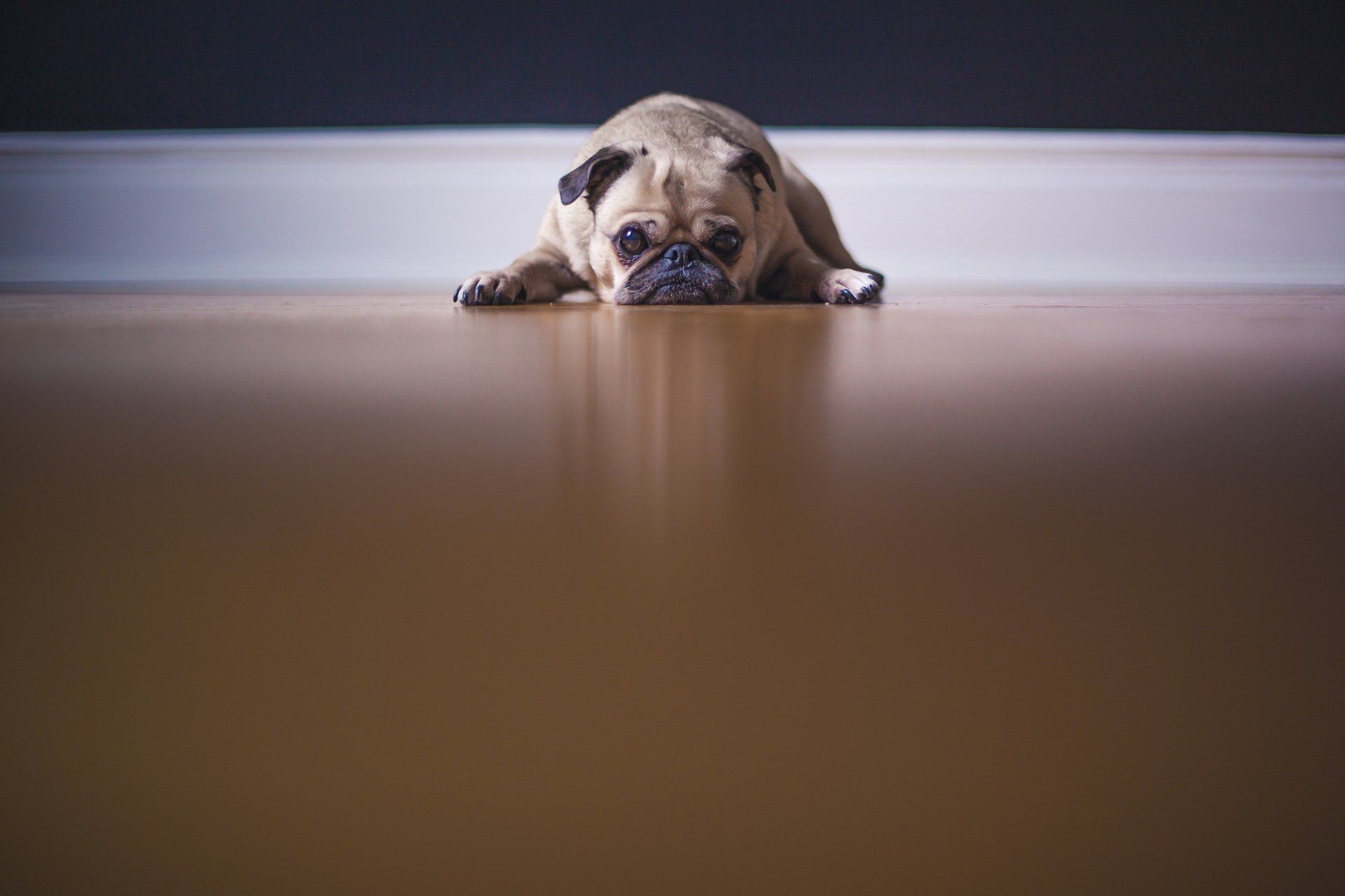 A sad-looking pug lying on a brown wooden floor, looking directly at the camera.