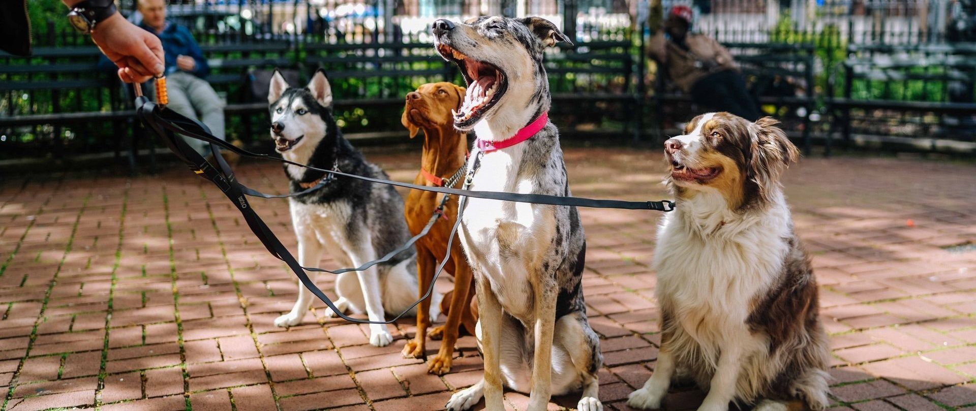 Four dogs on leashes sitting on a brick path, held by a person. A person sits on a park bench in the background.