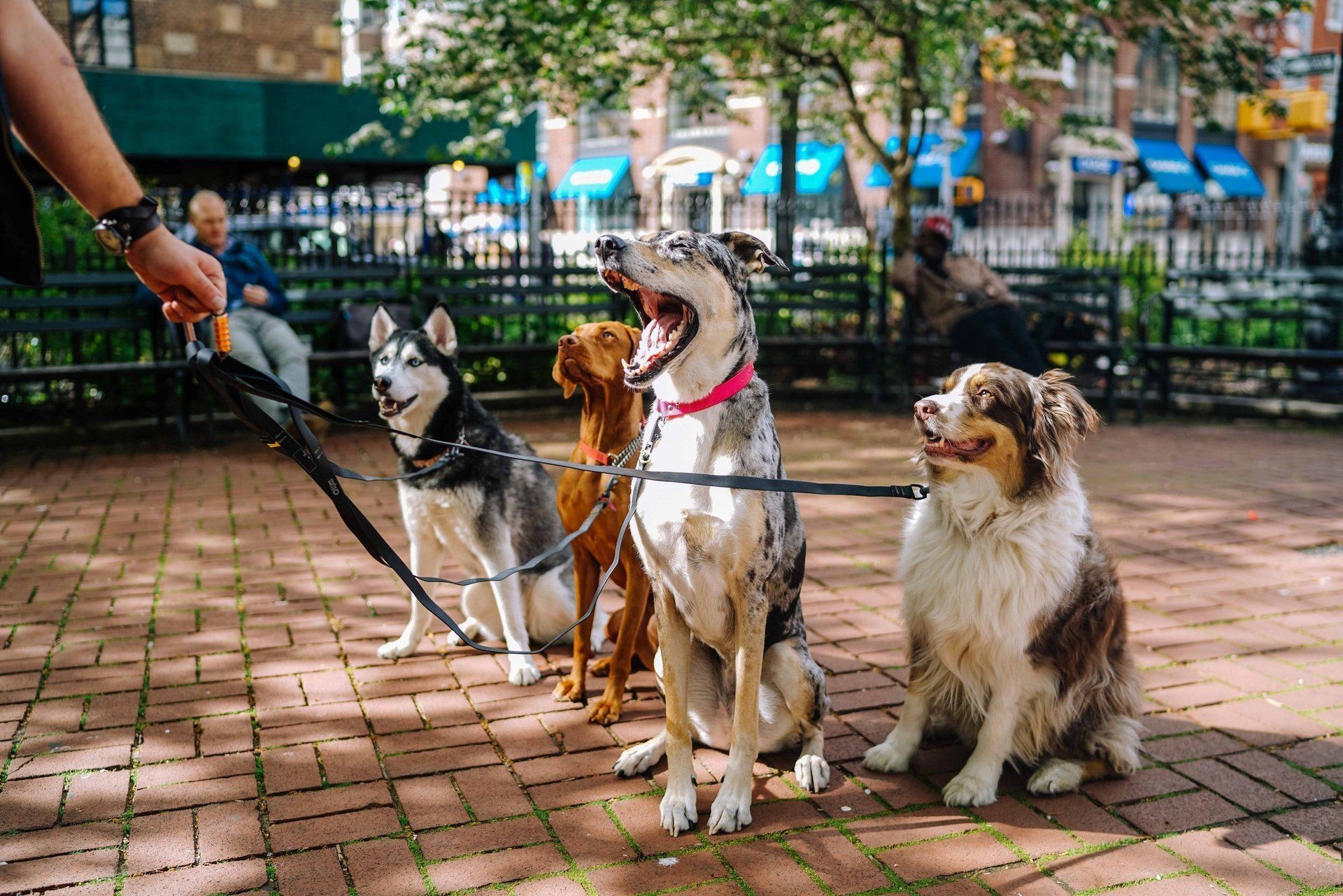 Four dogs on leashes sit patiently in a brick park. A person holds the leashes.