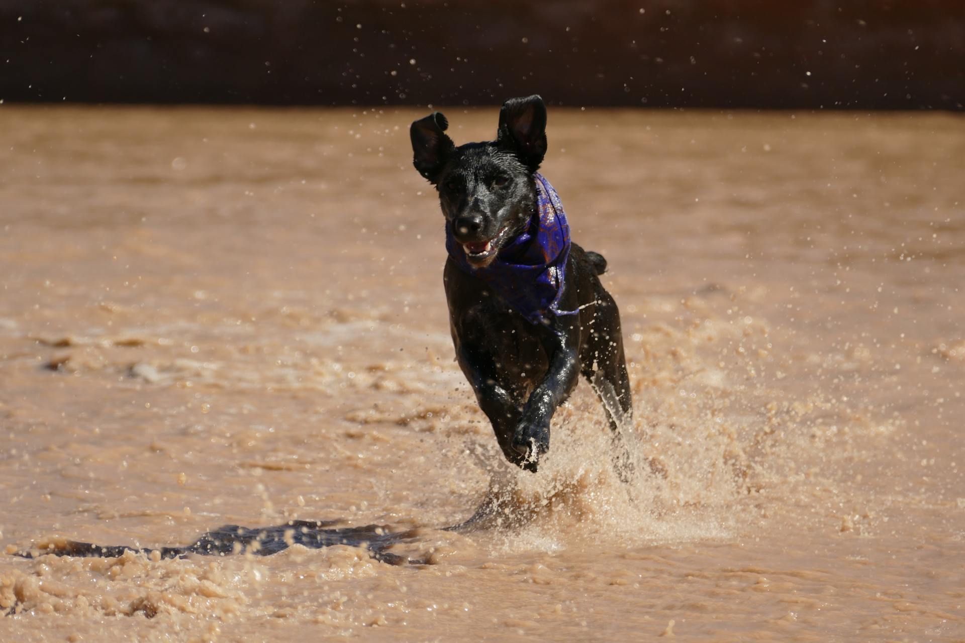 Black dog running through shallow water, splashing. Wearing a purple bandana, in a brown, muddy setting.