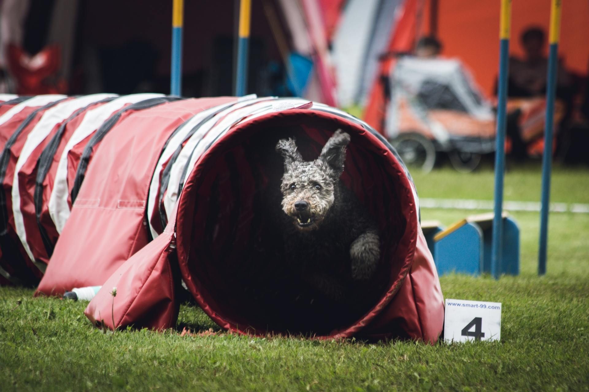 Dog in agility tunnel, green grass, competition setting.