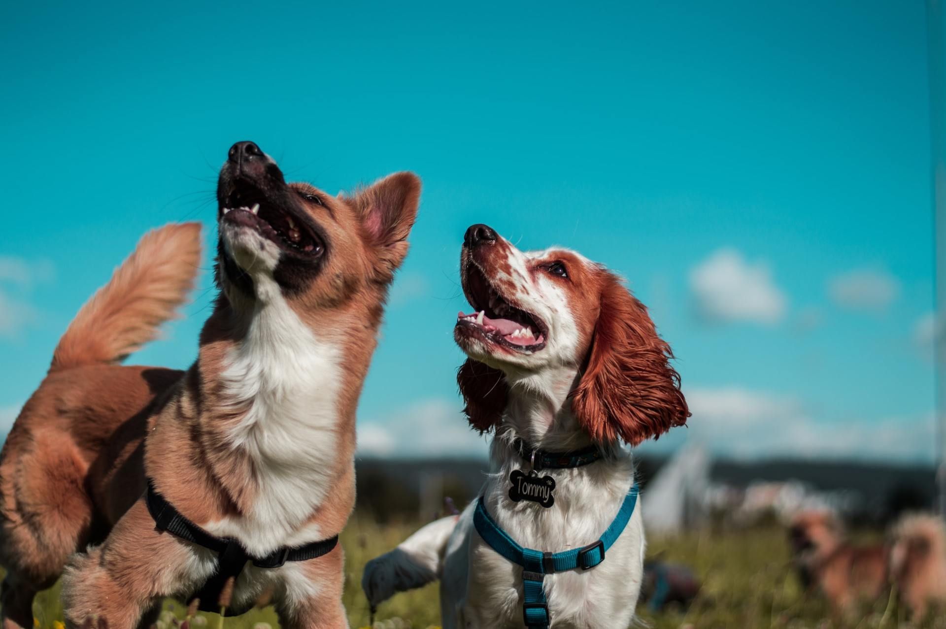 Two dogs looking up with open mouths against a bright blue sky.