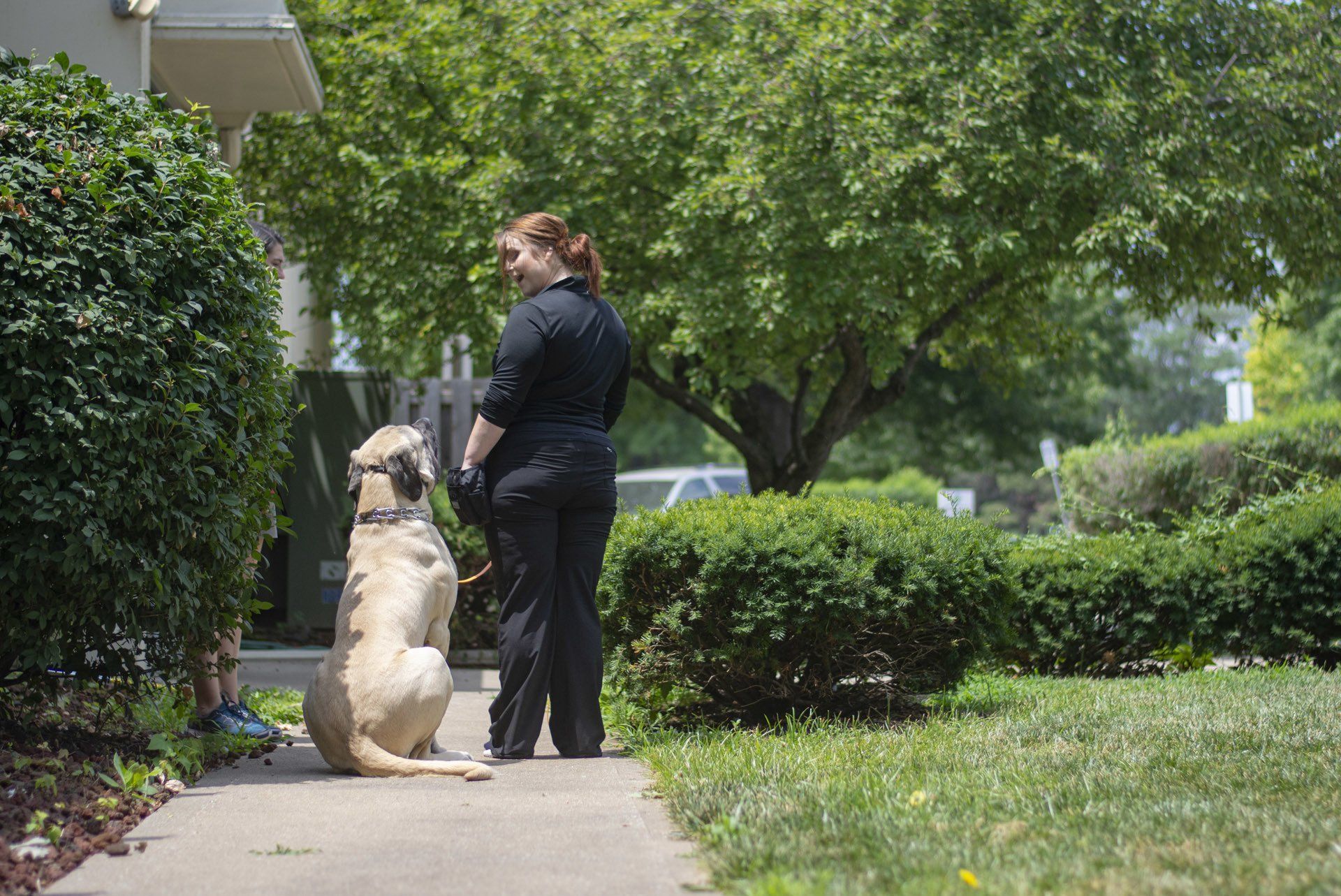 Woman in black clothing with a large dog sitting on a sidewalk, facing each other. Green bushes and a tree in the background.