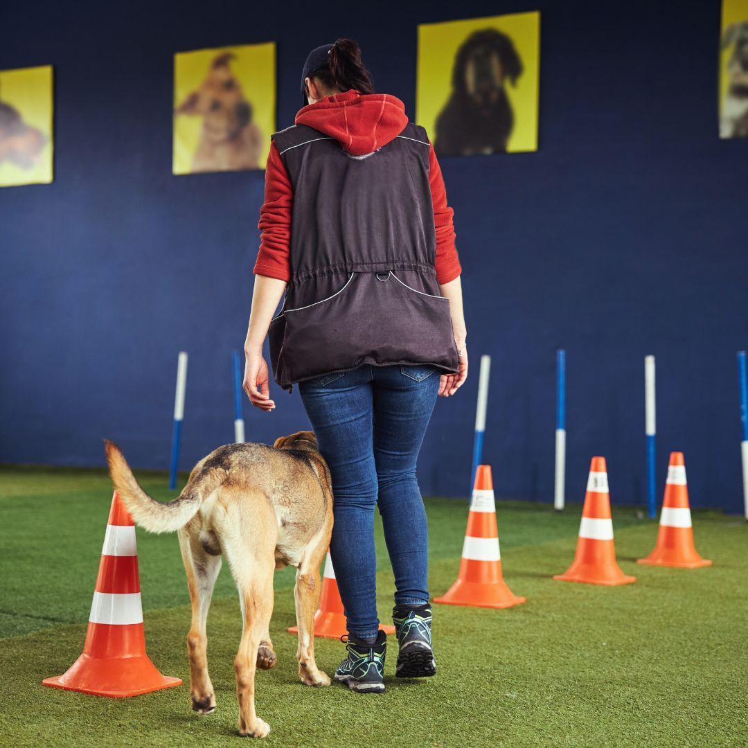 Woman training a tan dog in agility. Indoors on artificial turf, cones and poles set up.