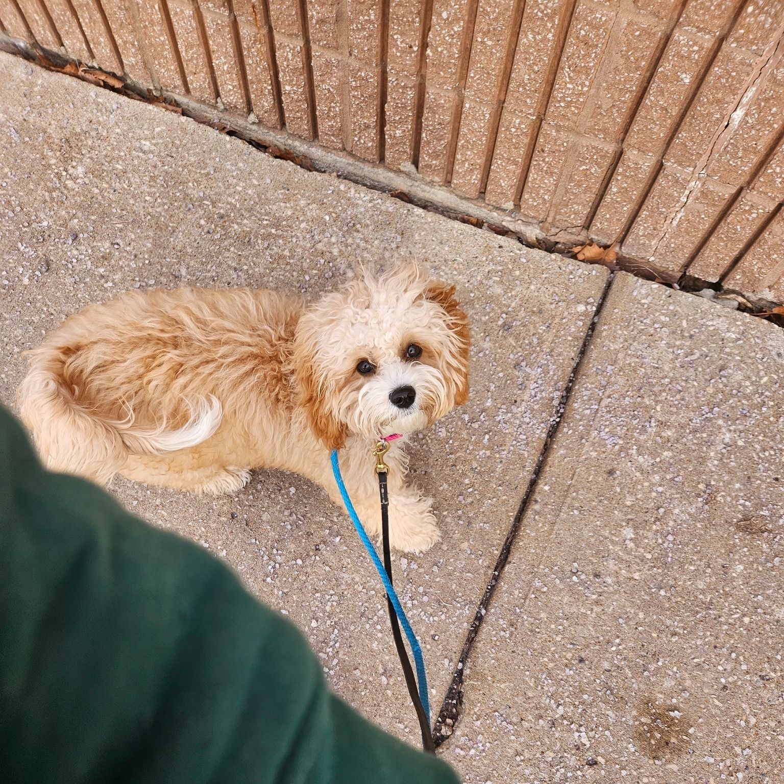Tan and white dog on a blue leash looking up. Concrete sidewalk next to a brick wall.