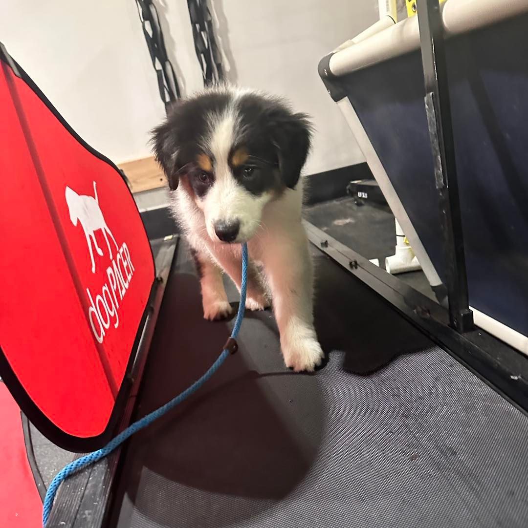 Puppy walks on treadmill, pulling leash with mouth; red and blue colors in gym.