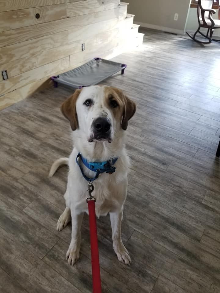 Dog with white and brown fur, wearing a blue collar, sits on a wood floor, looking at the camera.