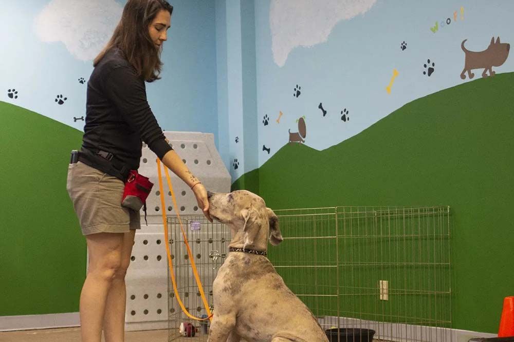 Woman training a speckled dog in a room with painted scenery. Dog is sitting, reaching for a treat.
