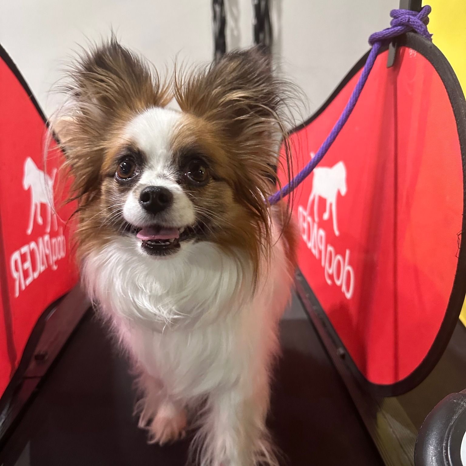 Papillon dog on a treadmill, smiling, with a red and white barrier.