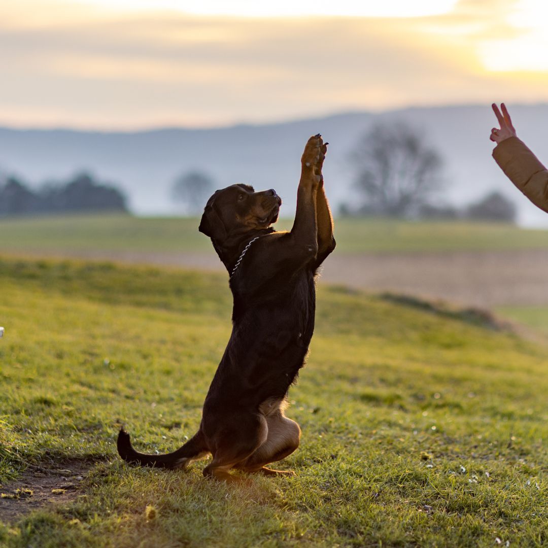 Rottweiler dog standing up, front paws raised, person gesturing in grassy field.