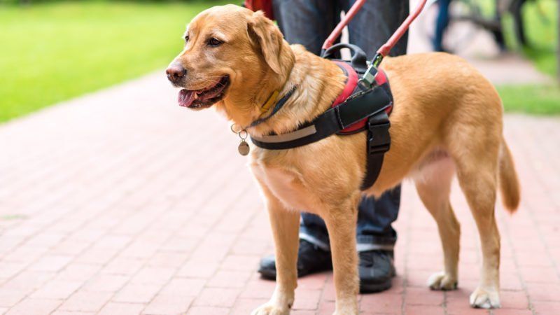Yellow Labrador guide dog wearing a harness, walking on a brick path next to a person.