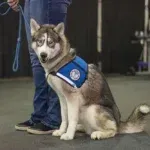 Siberian husky service dog wearing blue vest, sitting attentively beside person in jeans, indoors.