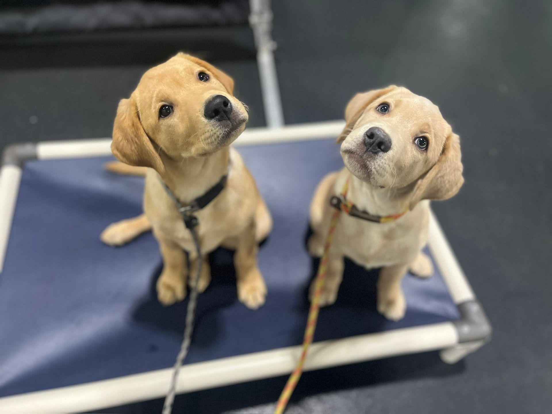 Two golden Labrador puppies sit side-by-side, looking up. One on a blue cot, on a black floor.