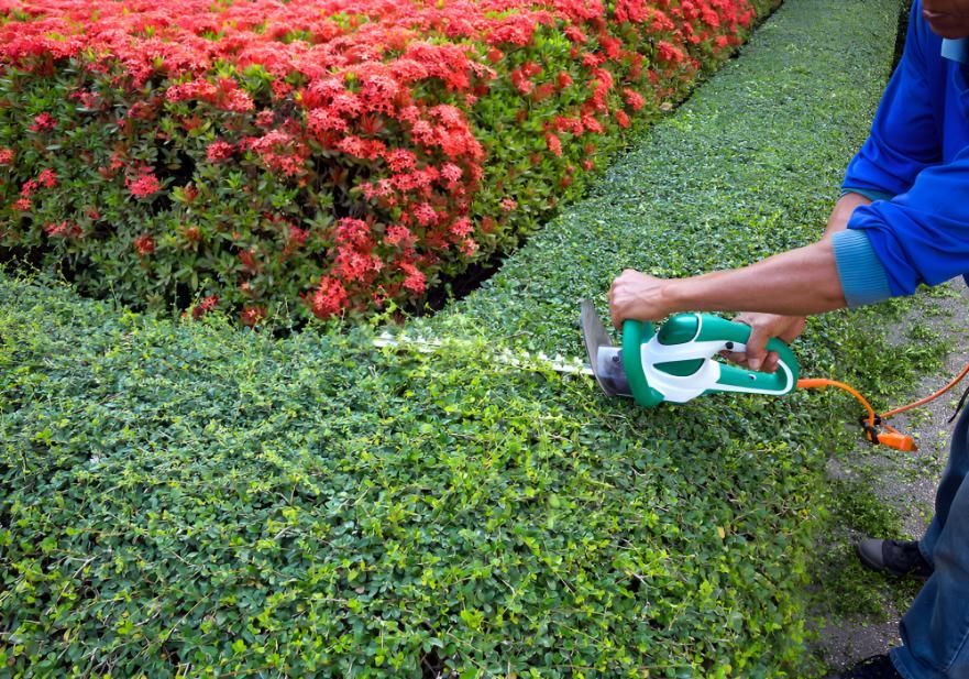 Man is Trimming a Hedge With a Hedge Trimmer — CPR Exterior Cleaning in Svensson Heights, QLD