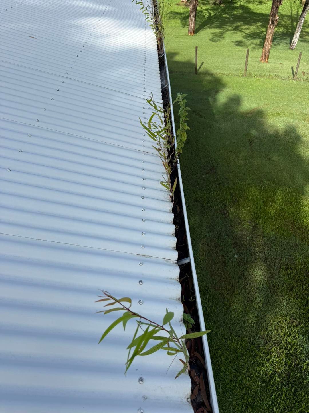Green Plants Growing Out of a White Corrugated Metal Roof Gutter — CPR Exterior Cleaning in Bundaberg South, QLD