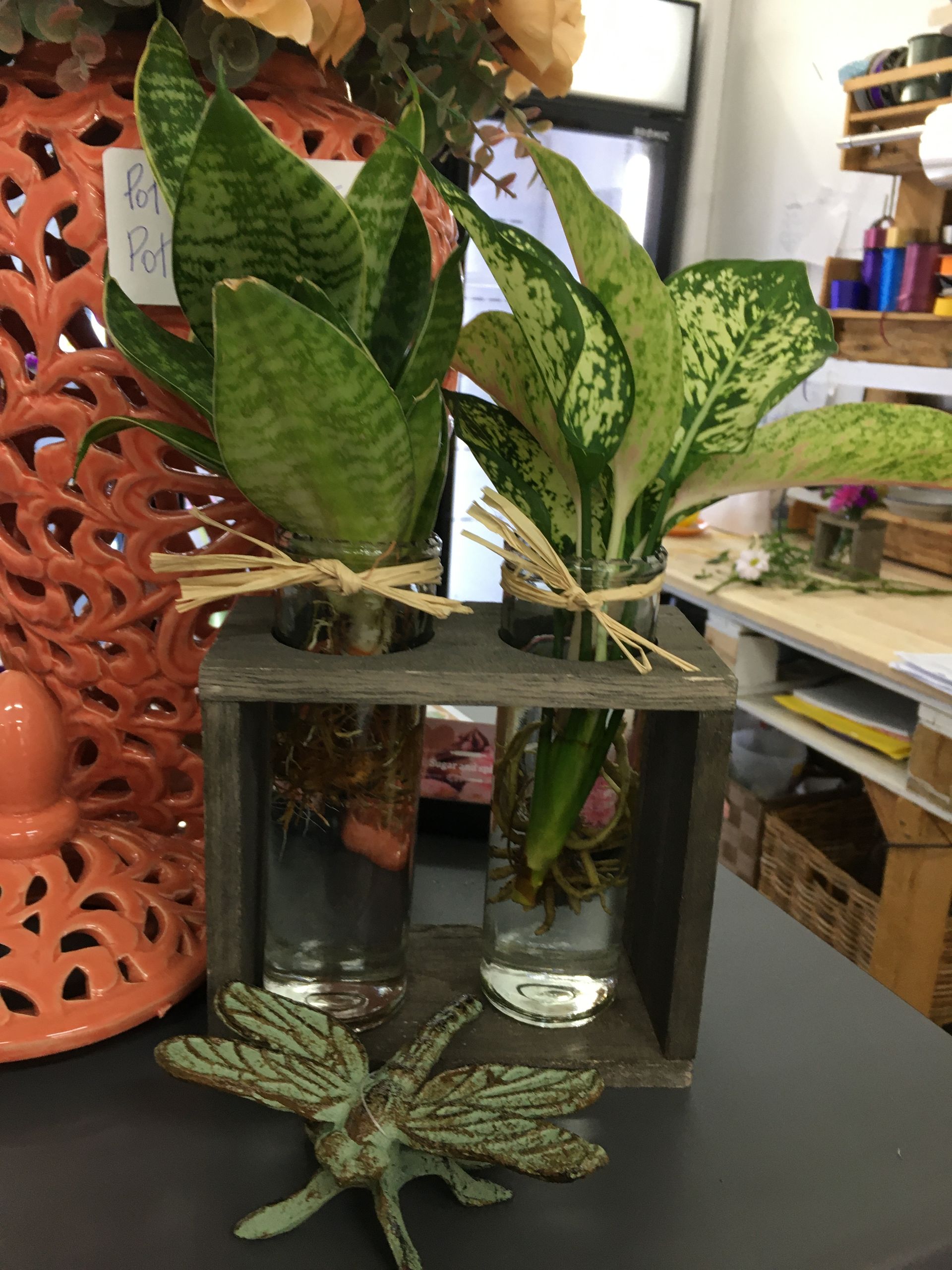A Couple of Vases Filled with Water and Plants on A Table — Fiori With Love in Ingham, QLD