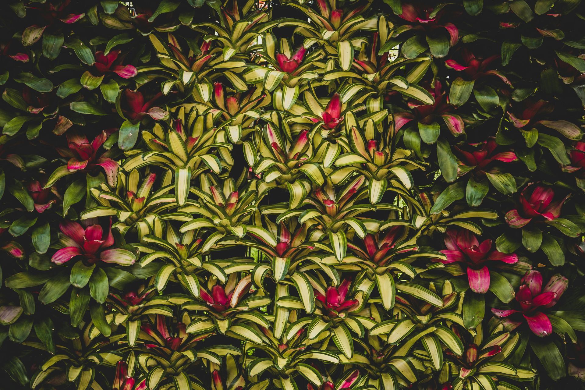 A bunch of plants with red flowers and green leaves