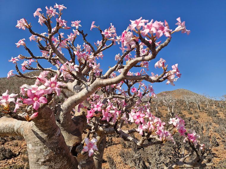 Blooming Bottle Tree on Socotra Island during spring season.