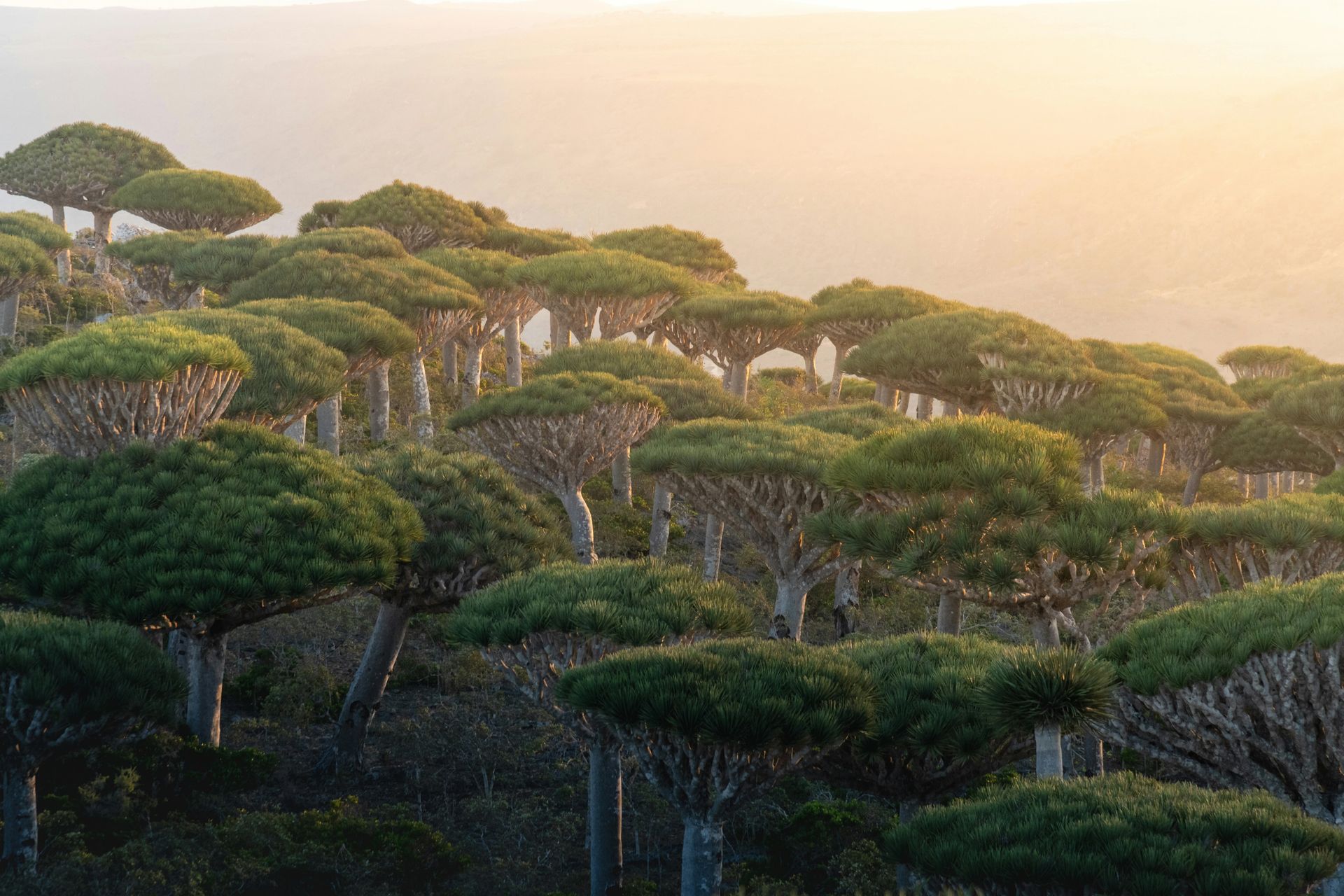 socotra-biodiversity