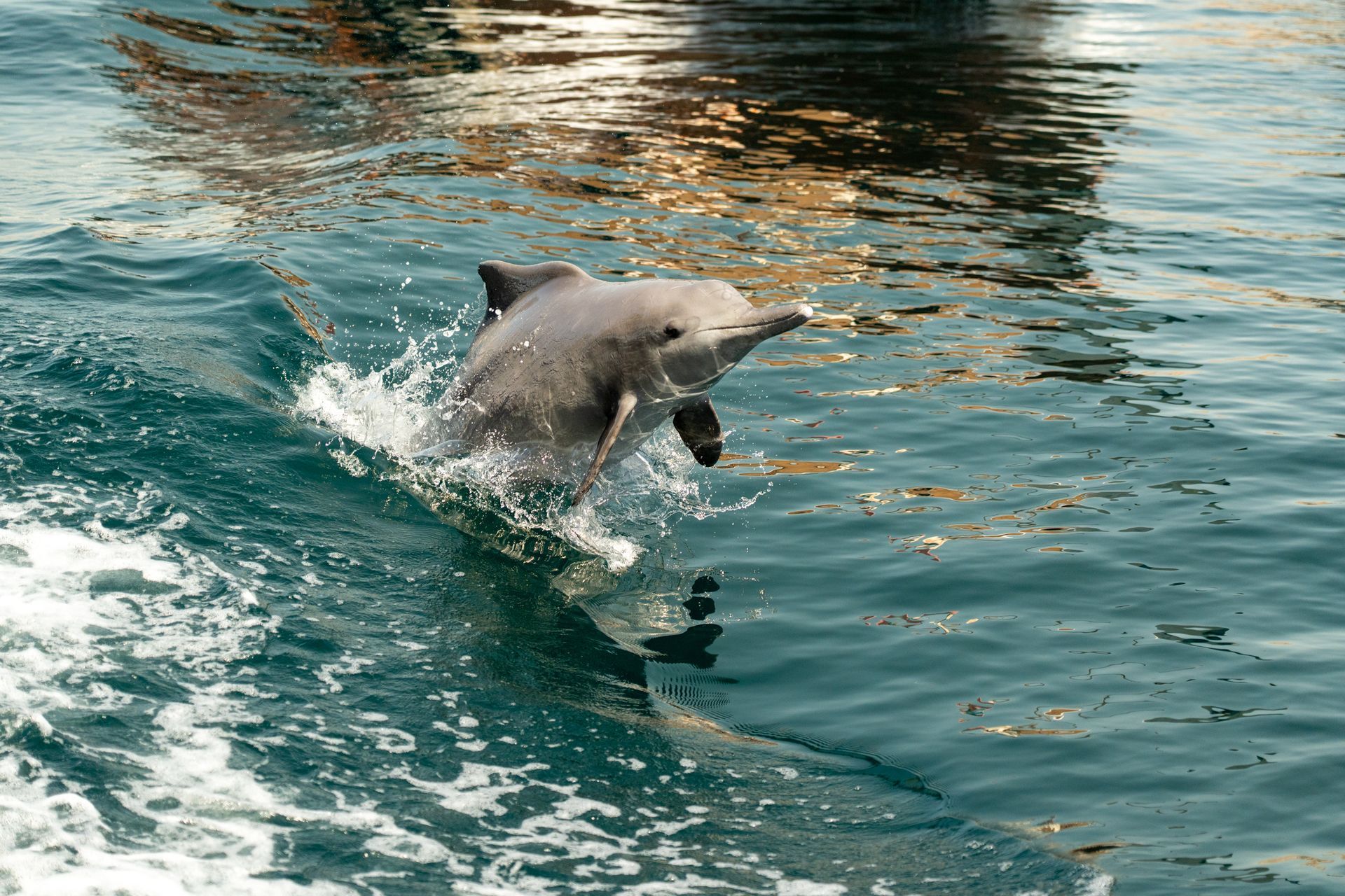 Dolphins swimming in the waters of Khasab Musandam Oman
