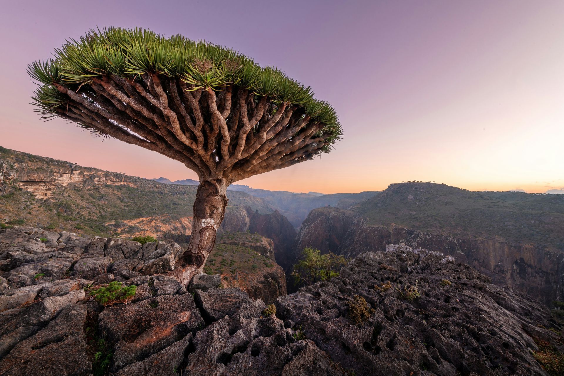 5-Day Socotra Itinerary: Beaches, Caves & Dragon Blood Trees