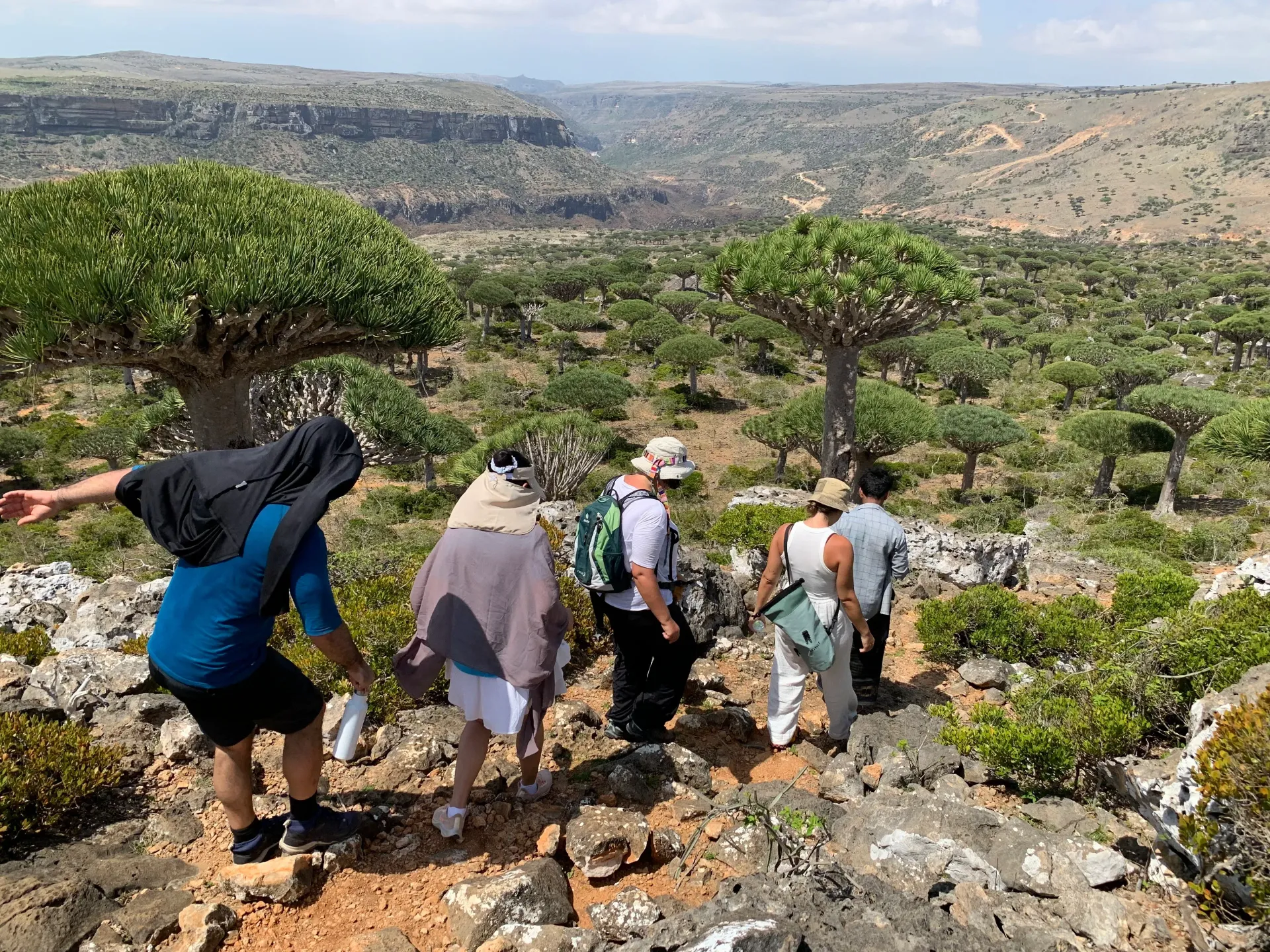 Arabian Wanderers travelers hiking among Dragon Blood trees on Socotra Island.