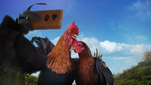 Dois galos estão um ao lado do outro e um está tirando uma selfie