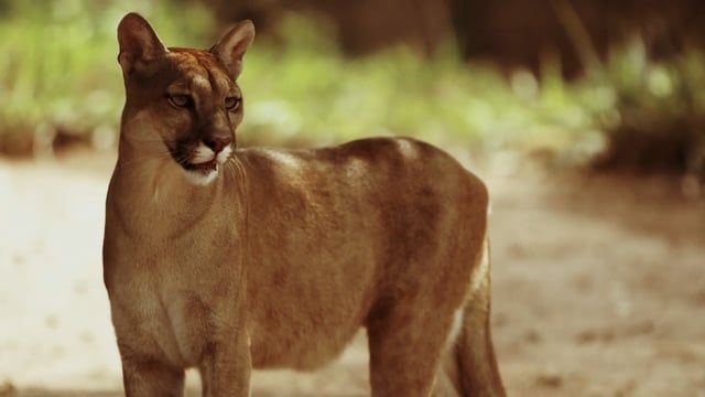 Um close de um leão da montanha parado em uma estrada de terra.