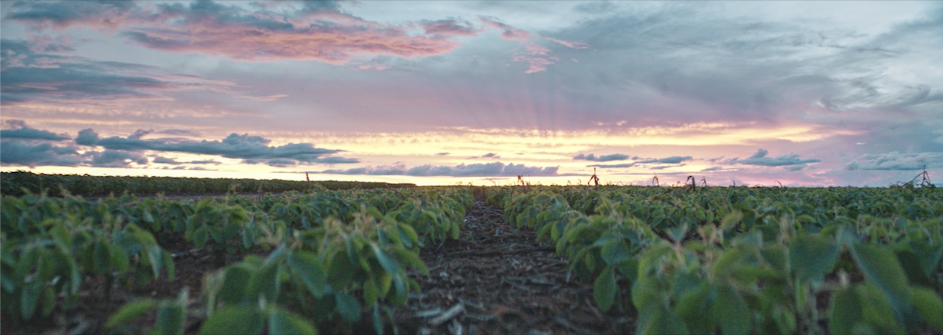 Um campo de plantas com um pôr do sol ao fundo.