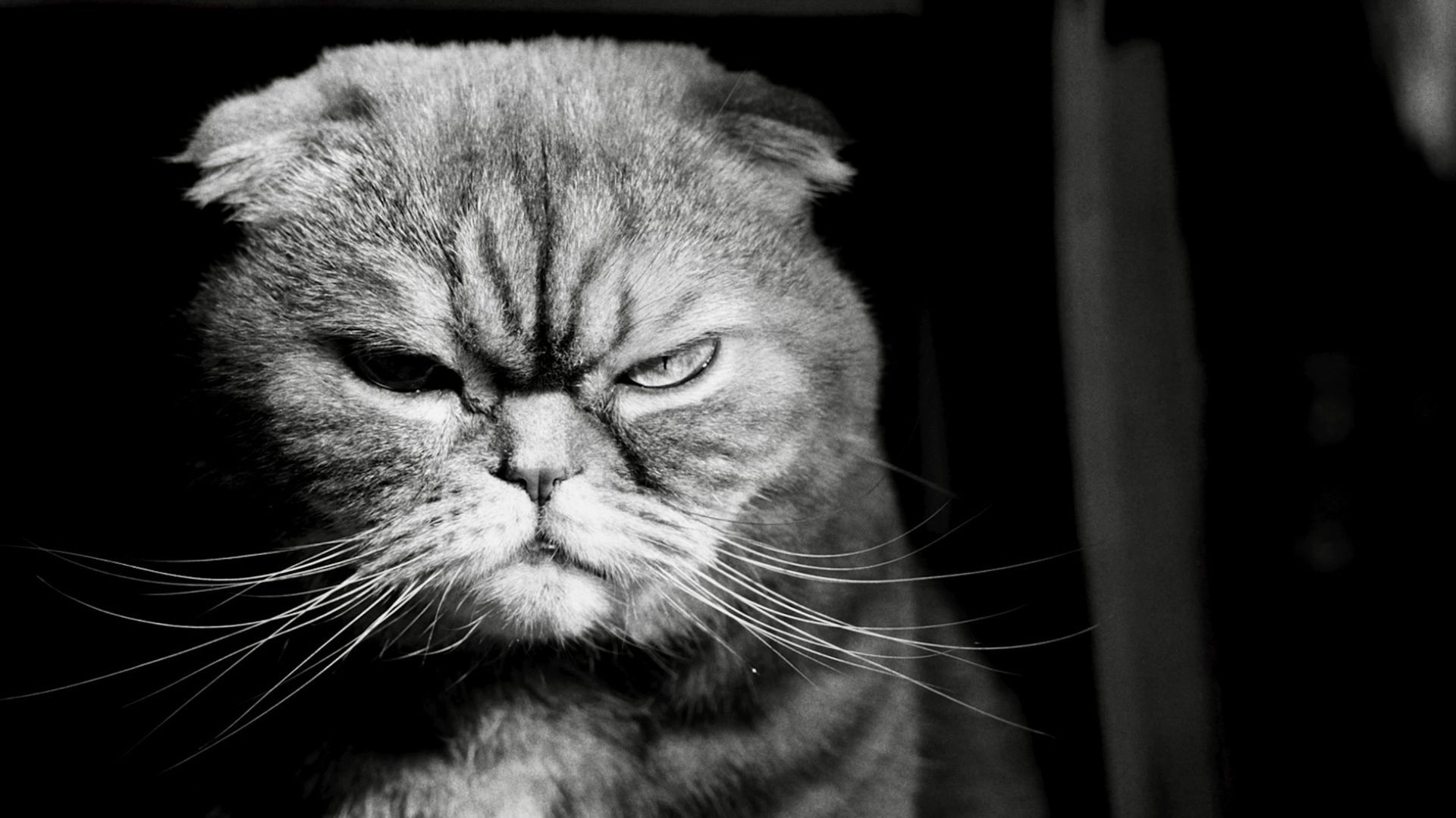 Uma foto em preto e branco de um gato Scottish Fold com uma expressão irritada no rosto.