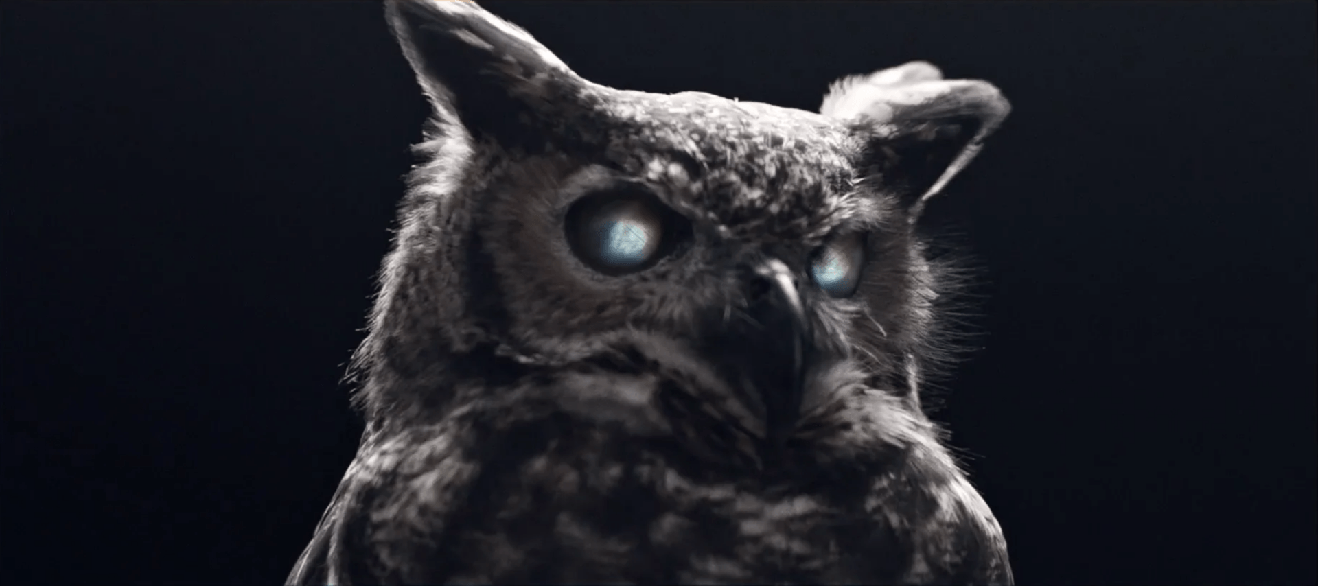 Uma foto em preto e branco de uma coruja de olhos azuis.