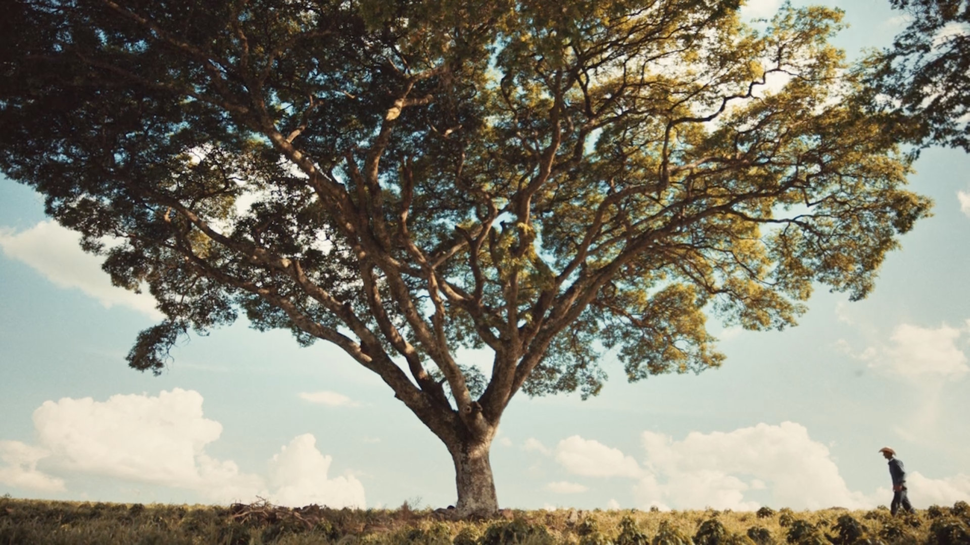 Um homem está andando debaixo de uma árvore em um campo.