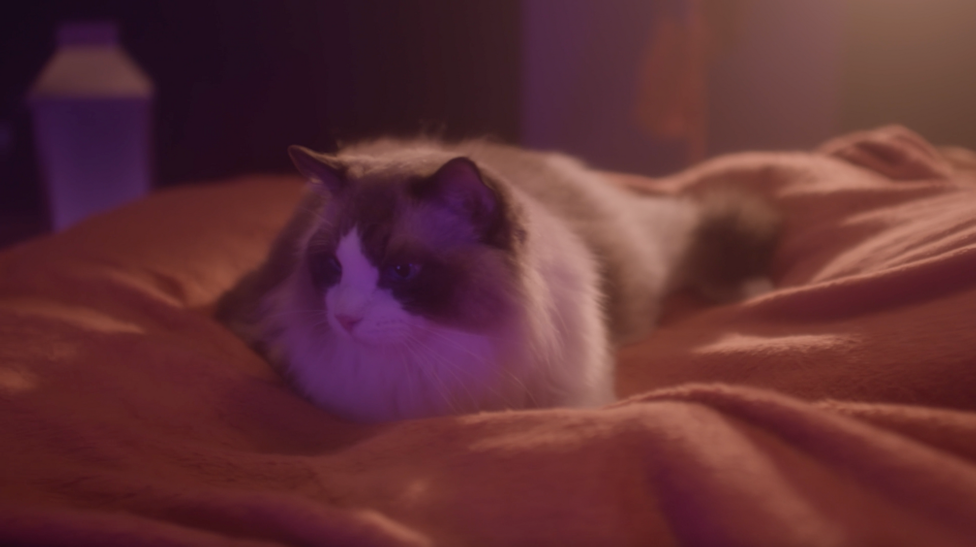 Um gato está deitado em uma cama com uma luz roxa atrás dele.