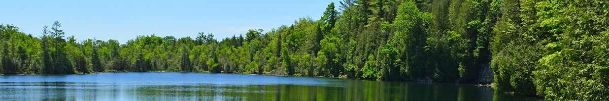 A Lake Surrounded by Trees on A Sunny Day