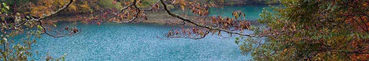 A Lake Surrounded by Trees and Leaves in The Middle of A Forest