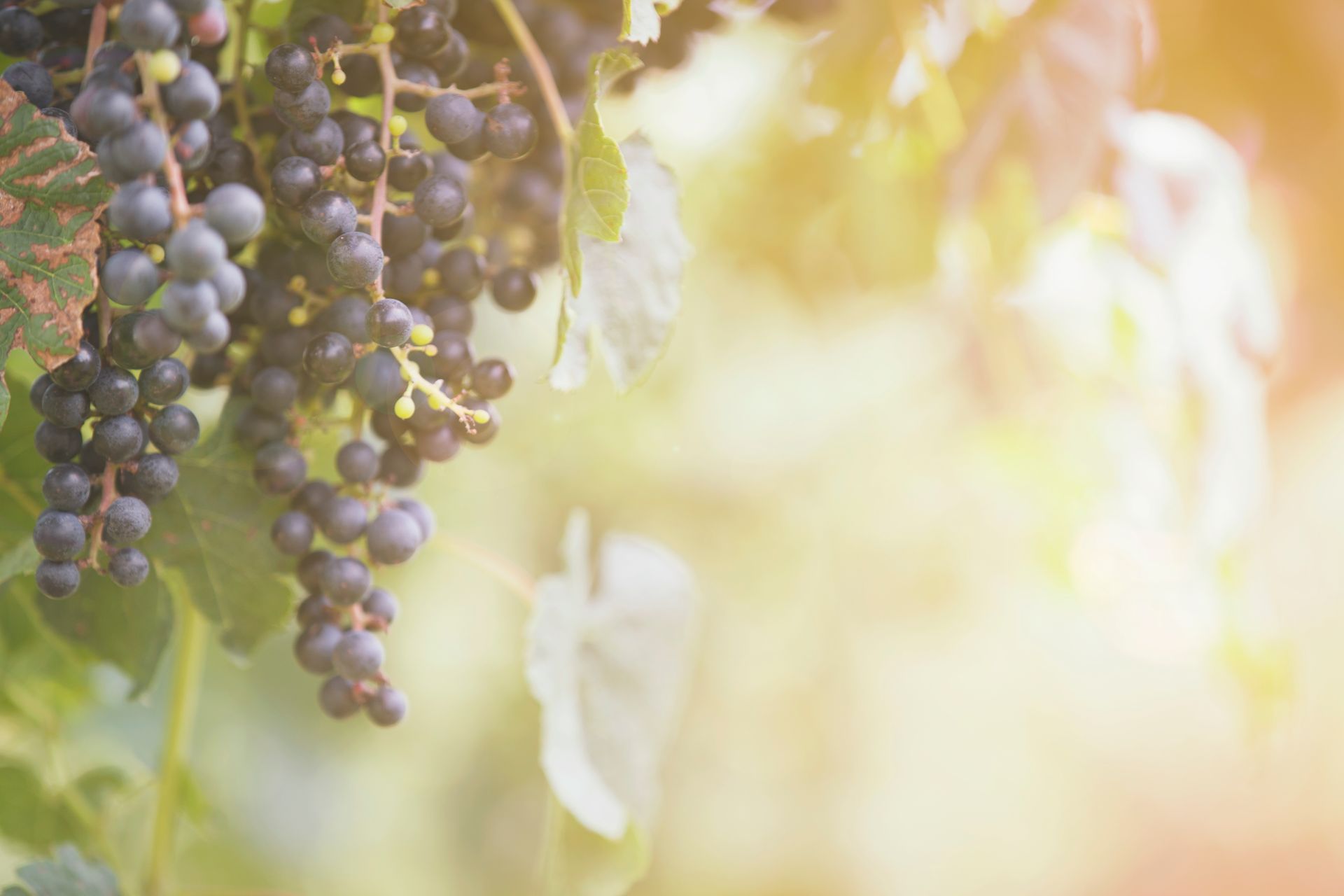 A bunch of grapes hanging from a vine in a vineyard.