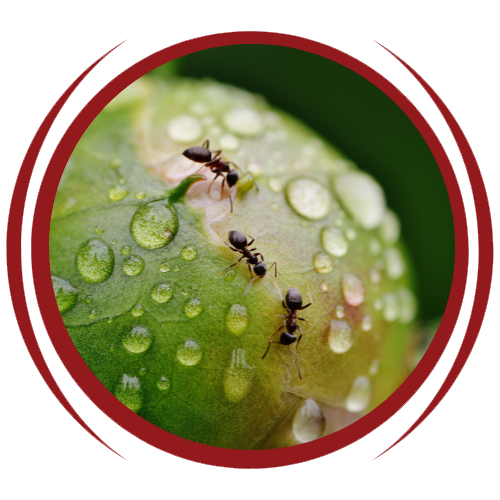 Ants are crawling on a green leaf with water drops on it