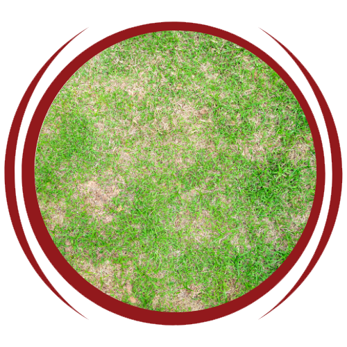 A circle with a picture of a lawn with brown spots in it.