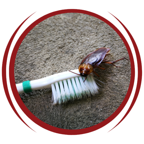 A cockroach is sitting on top of a toothbrush