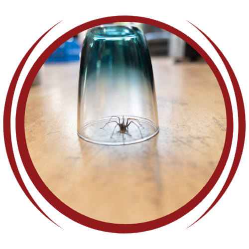 A spider is sitting inside of a glass on a table