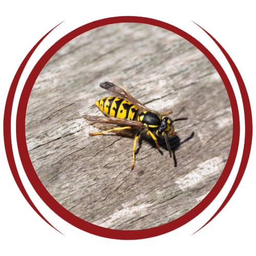 A wasp is sitting on a wooden surface in a red circle.