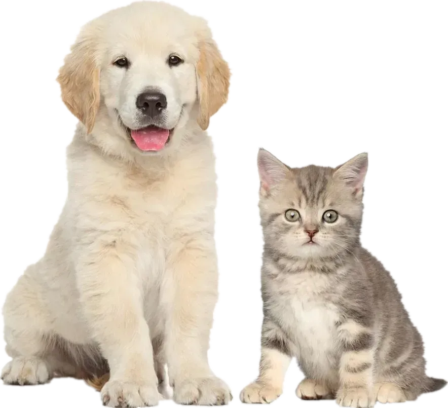 A cream furred dog on the right and a brown kitten on the right can be charged pet rent